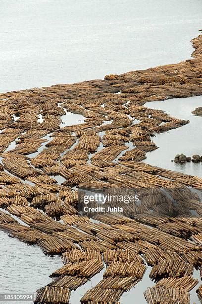 Floating Log 的图像结果