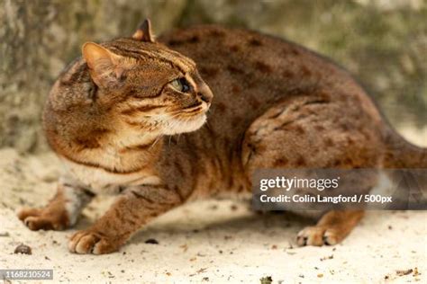 Image result for Rust Colored Cat