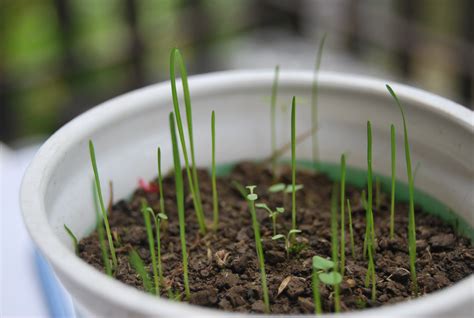 Ex situ conservation | Botanical Garden Eger