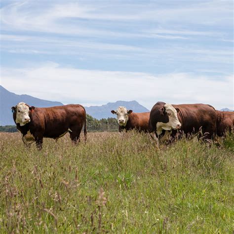 B+LNZ Tantalising Tech for Beef and Grazing Systems Field Day, Kurow ...