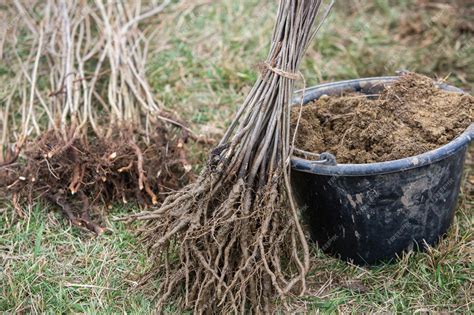 Image result for Planting Saplings Tutorial