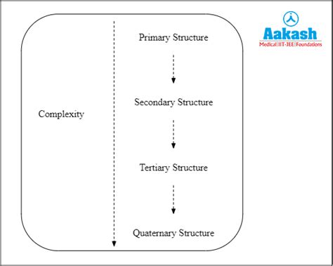 Protein: Structure, Types, Denaturation & Function | AESL