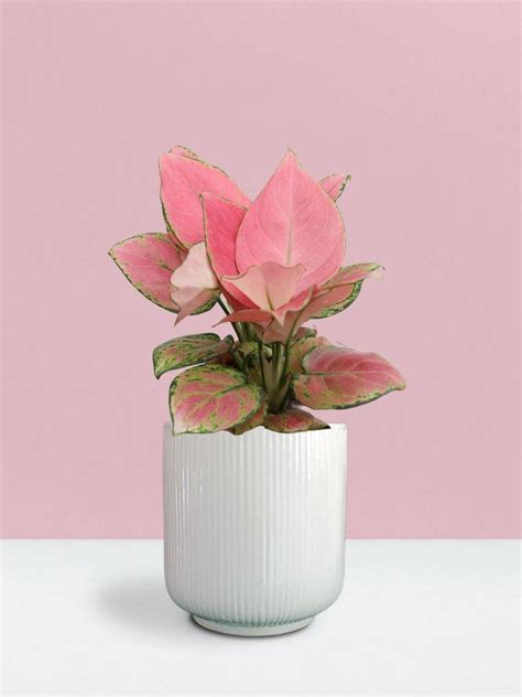 Buy Plants Online | Greenkin - India's Best Online Plant Nursery