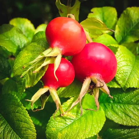 Dog Rose Fruit