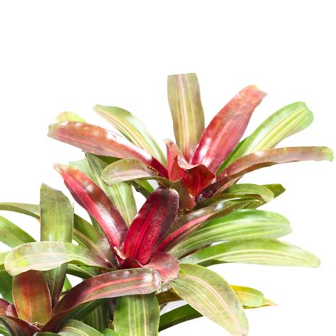 Bromeliad "Neoregelia" (Red) - Plant – Lalit Enterprise