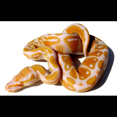 Image result for Albino Ball Python