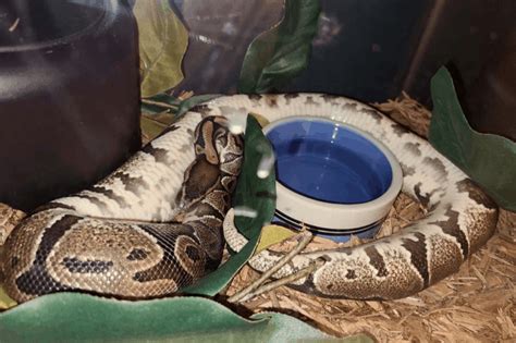 Image result for Python Poop Cleaning