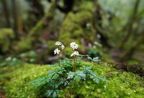 SEL14F18GM | Lenses | Sony India