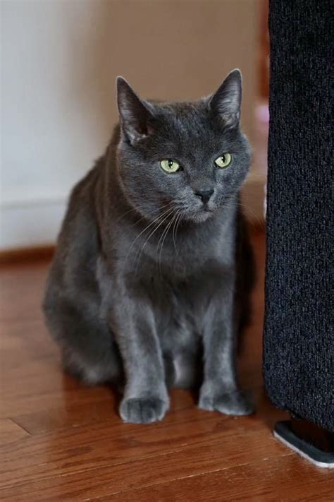 Obituaries - Oakey's Pet Funeral Home