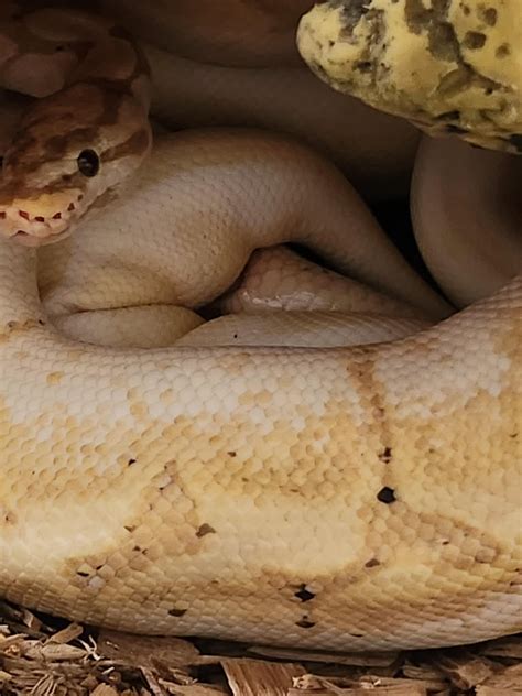 Image result for Ball Python Breeding 2014