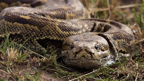 Image result for African Rock Python Eating Crocodiles