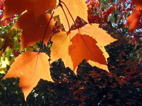 Fast Growing Maple Trees 的图像结果