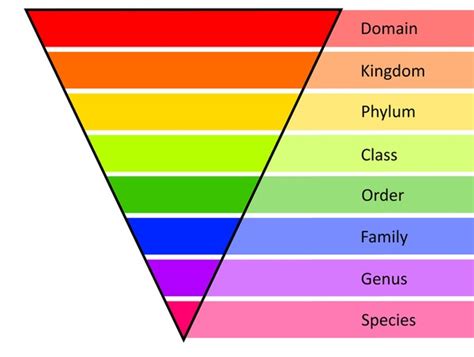 Image result for Taxonomy Code for LMSW