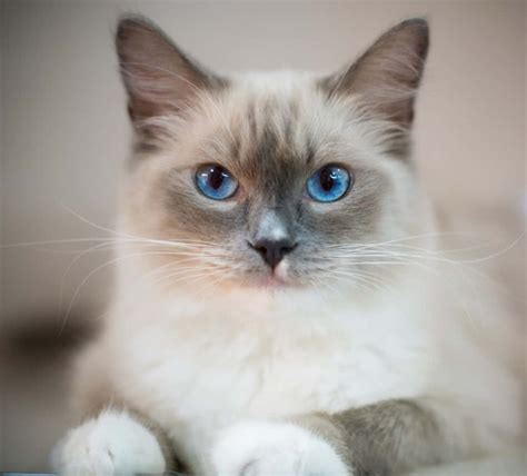 Image result for Ragdoll Engine GUI Script
