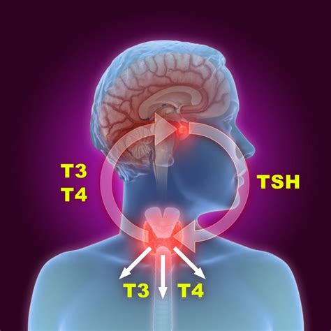 What is TSH? - Facty Health