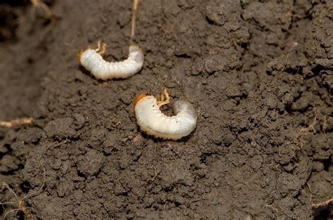 White Grubs In Lawn