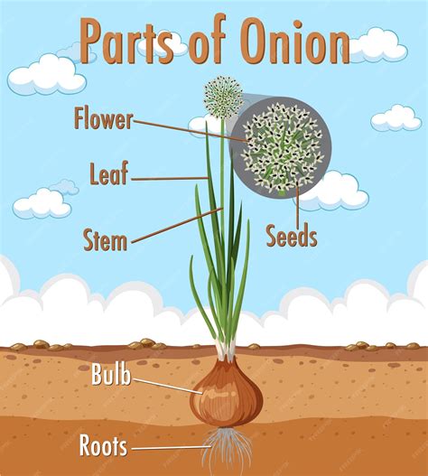 Diagrama que muestra las partes de la cebolla | Vector Premium