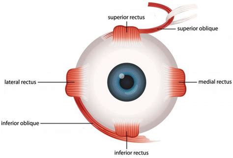 Extreme Tolerance of Extraocular Muscles to Diseases and Aging: Why and ...