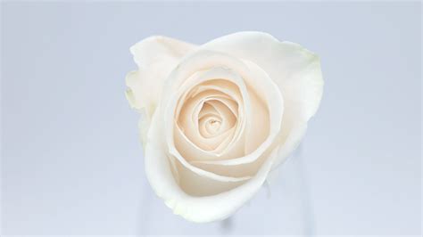 Download wallpaper 2560x1440 rose, flower, bud, petals, white ...