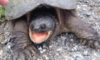 Image result for Snapping Turtle Bites