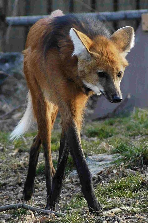 Maned Wolves 的图像结果