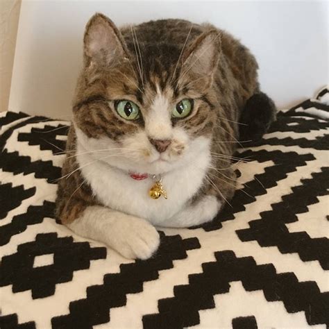 Image result for Wool Animals