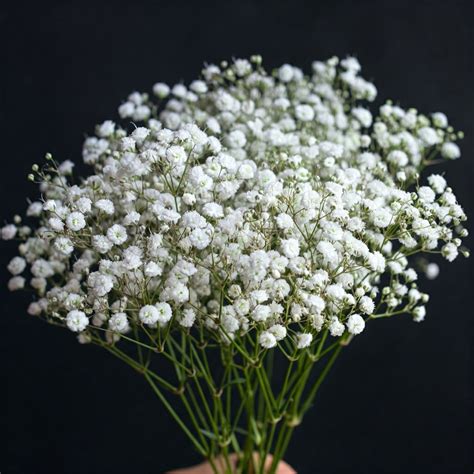 A Breath of Fresh Air: Why Baby's Breath is Making a Comeback in ...