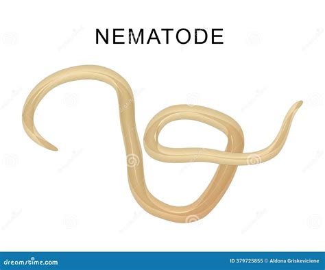 Phylum Nematoda Animals
