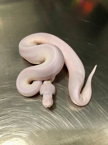 Image result for White Wedding Ball Python