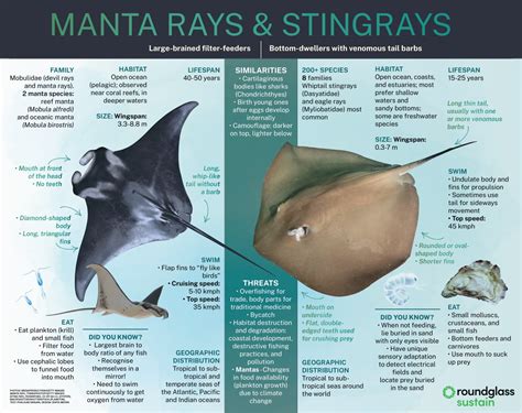 Manta Ray Stingray