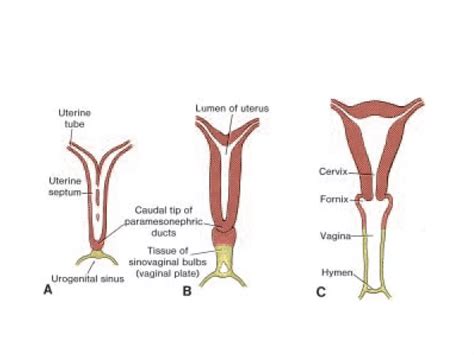 Embryology of the urogenital system | PPT