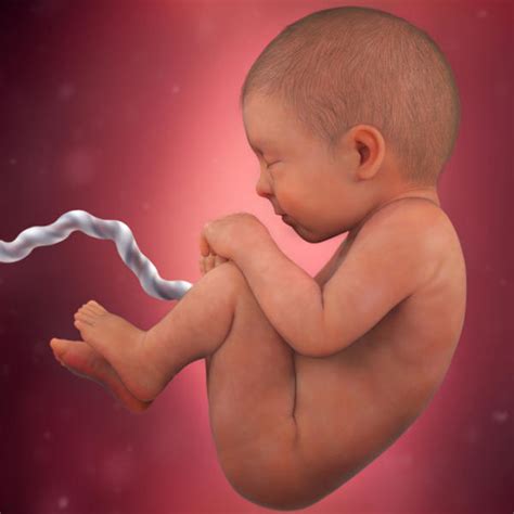 Fetal development - 38 weeks pregnant - BabyCenter Canada
