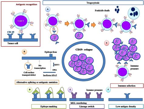 Frontiers | Failure of ALL recognition by CAR T cells: a review of CD 19-negative relapses after ...