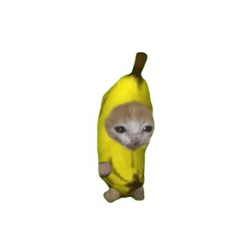 Image result for Cat Writing Python Code