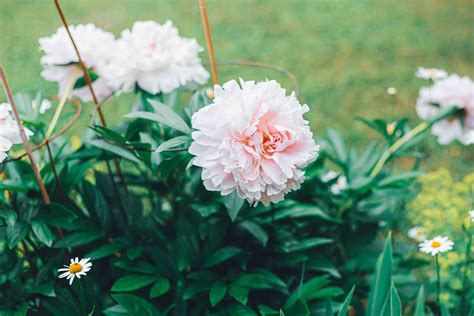 Peonies: Plant Care & Growing Guide