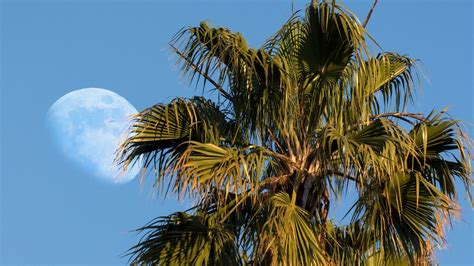 Wallpaper palms, trees, leaves, sky hd, picture, image