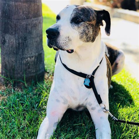 Great Dane Pitbull Mix: Facts, Puppy Price, Guide | Puplore