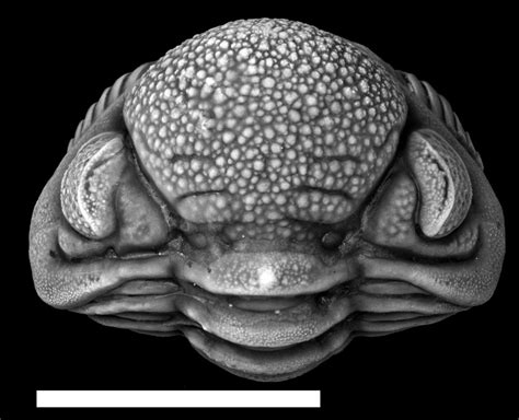 Late Devonian Extinction 的图像结果