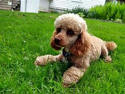 Image result for Teacup Toy Poodle Puppies