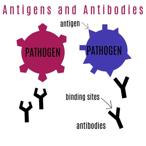 Definition Of Antibodies And Antigens at Anna Peebles blog