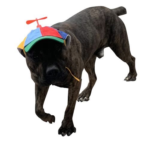 Dog Hats With Funny Propeller（Removable） – Lettuce Pets