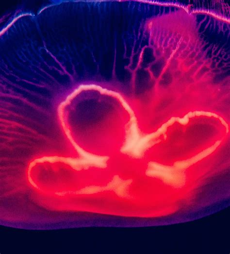 Biotech Design 的图像结果