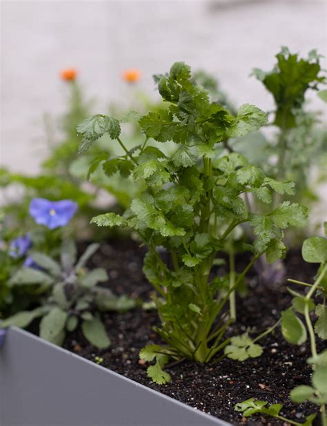 The Best Companion Plants for Cilantro in an Organic Kitchen Garden ...