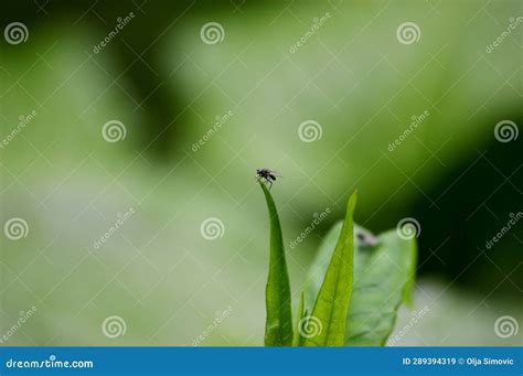 Small Black Fly on a Plant Leaf Stock Image - Image of meadow, petal ...