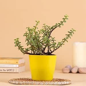 Vibrant Green Jade Plant In Yellow plastic Pot |Indoor Plant|Birthday ...