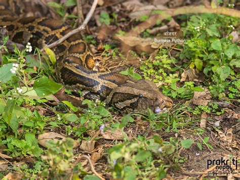 Image result for Burmese Python Native Range