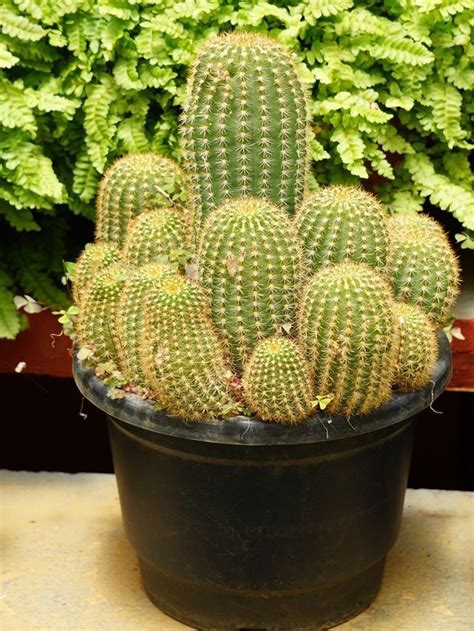 Elevate Your Interiors With Modern Arch Designs For Your Home