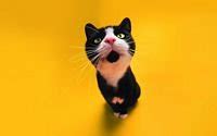 Super Cute Black And White Cat wallpaper free download: Dertz