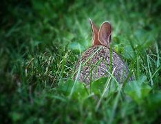Image result for Baby Rabbit Born