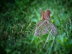 Image result for Cute Wild Baby Rabbit